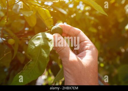 Fermier vérifiant sur les fruits non mûrs de l'orange mandarine dans le verger biologique, gros plan de la main masculine avec une attention sélective Banque D'Images