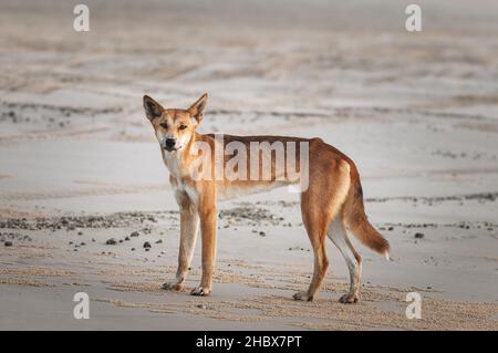 Dingo en itinérance sur la plage de Fraser Island. Banque D'Images