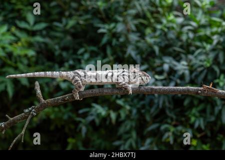 Chameleon d'Oustalet - Furcifer oustaleti, magnifique lézard coloré provenant de forêts et de buissons africains, forêt de Kirindi, Madagascar. Banque D'Images