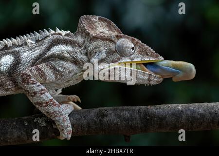 Chameleon d'Oustalet - Furcifer oustaleti, magnifique lézard coloré provenant de forêts et de buissons africains, forêt de Kirindi, Madagascar. Banque D'Images