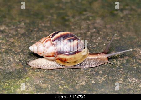 Escargot géant africain, Achatina fulica , famille - Achatinidae Banque D'Images