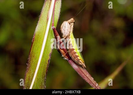 Mantis boxer, Acanthops falcata, Satara, Mahrashtra, Inde Banque D'Images