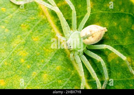 Portrait en gros plan de l'araignée de huntsman vert, Micrommata virescens, Satara, Maharashtra, Inde Banque D'Images