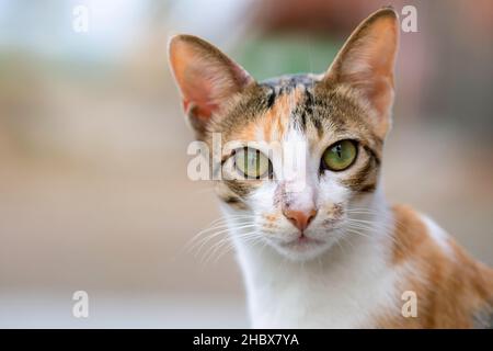 Chat domestique vous regardant, Felis catus, Satara, Maharashtra, Inde Banque D'Images
