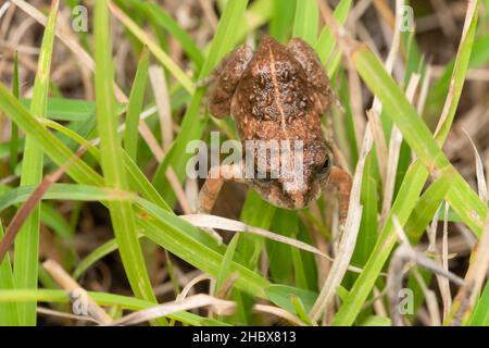 Grenouille à herbe, Fejervarya minora, Satara, Maharashtra, Inde Banque D'Images