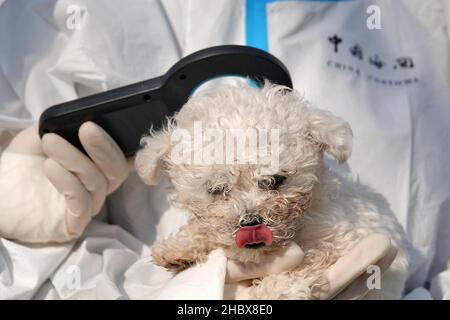 YANTAI, CHINE - le 22 DÉCEMBRE 2021 - Un agent d'inspection et de quarantaine des douanes utilise un scanner à puce pour vérifier les informations sur les chiens impl exportés Banque D'Images