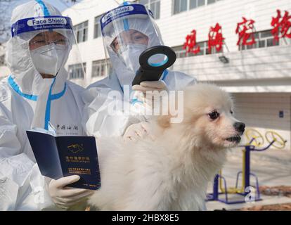 YANTAI, CHINE - le 22 DÉCEMBRE 2021 - Un agent d'inspection et de quarantaine des douanes effectue un examen clinique sur un chien de compagnie exporté à Yantai Guanh Banque D'Images