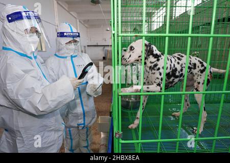 YANTAI, CHINE - le 22 DÉCEMBRE 2021 - Un agent d'inspection et de quarantaine des douanes utilise un scanner à puce pour vérifier les informations sur les chiens impl exportés Banque D'Images