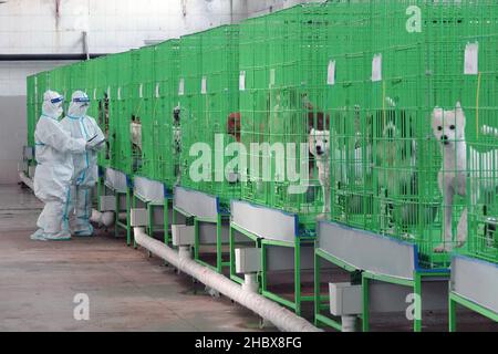 YANTAI, CHINE - le 22 DÉCEMBRE 2021 - Un agent d'inspection et de quarantaine des douanes utilise un scanner à puce pour vérifier les informations sur les chiens impl exportés Banque D'Images