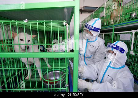 YANTAI, CHINE - le 22 DÉCEMBRE 2021 - Un agent d'inspection et de quarantaine des douanes utilise un scanner à puce pour vérifier les informations sur les chiens impl exportés Banque D'Images