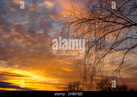 Coucher de soleil multicolore coloré derrière silhouettes d'arbres, magnifique paysage Banque D'Images