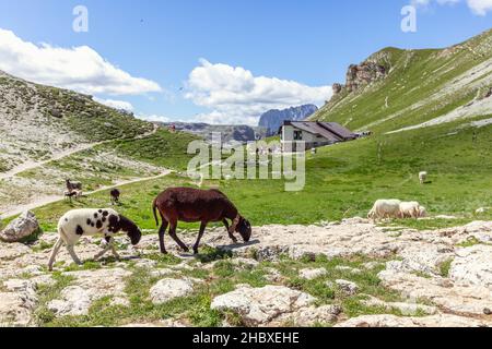 Moutons broutant dans un refuge de montagne dans les Dolomites italiens Banque D'Images