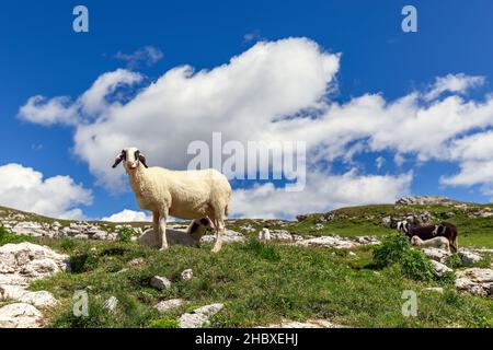 Mouton blanc féminin avec son veau dans un alpage de haute montagne dans les Alpes italiennes Banque D'Images