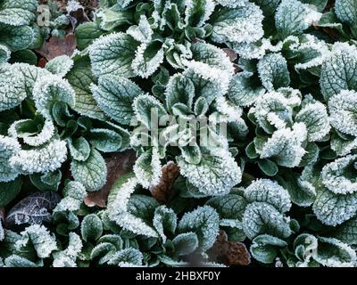 Salade de maïs (Valerianella locusta) avec gel en décembre. Banque D'Images