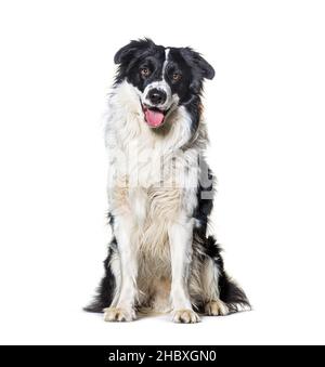 Panting noir et blanc bordure collie portrait de chien posant assis devant, isolé sur blanc Banque D'Images