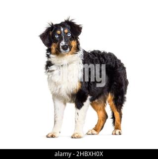 Berger australien tricolore à l'œil bleu portant un collier pour chien Banque D'Images