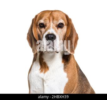 Gros plan sur la tête de Beagle, isolé sur le blanc Banque D'Images