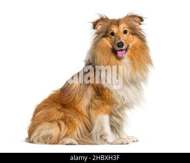 Panting et assis Shetland Sheepdog, Sheltie dog, isolé sur blanc Banque D'Images