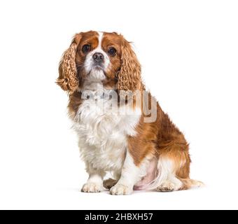 Grosse cavalier King Charles chien spaniel portant un collier, assis, isolé sur blanc Banque D'Images