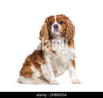 Grosse cavalier King Charles chien spaniel portant un collier, assis, isolé sur blanc Banque D'Images