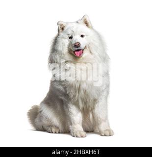 Chien blanc à l'isolait sur blanc Banque D'Images