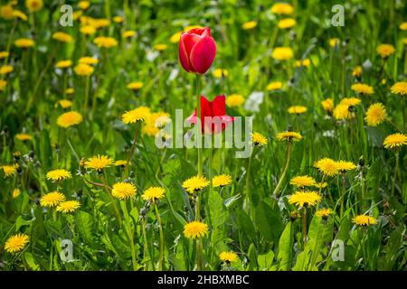 Tulipes rouges parmi les pissenlits jaunes, fleurs de jardin au milieu de la nature Banque D'Images