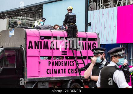 Les manifestants de la rébellion animale au-dessus d'un camion d'abattoir rose avec l'élevage des animaux de police égalent les pandémies et la crise climatique Londres 2020 Banque D'Images