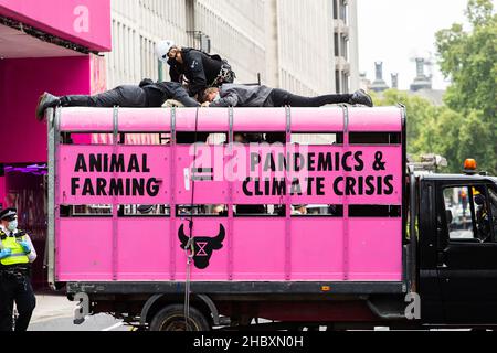 Activistes de la rébellion animale au-dessus du camion d'abattoir rose l'agriculture animale est synonyme de pandémies et de crise climatique à Londres 2020 Banque D'Images