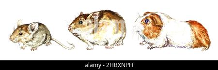 Souris maison (Mus musculus), hamster doré (Mesocricetus auratus), cobaye (Cavia porcellus), collection de vues latérales, aquarelle peinte à la main Banque D'Images