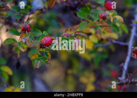 Otoño en Andorre, un paseo por el Vall d'Incles y por los alrededores de AINA Banque D'Images