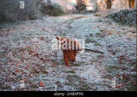Cavalier King Charles chien d'Espagne en train de traverser la prairie avec bâton dans la bouche Banque D'Images
