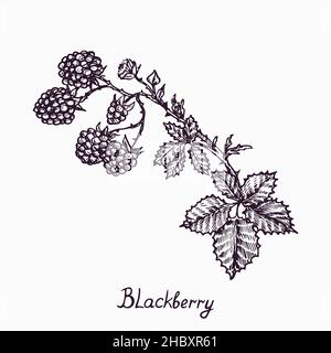 Branche BlackBerry avec baies et feuilles, simple dessin de caniche avec inscription, style de gravure Banque D'Images