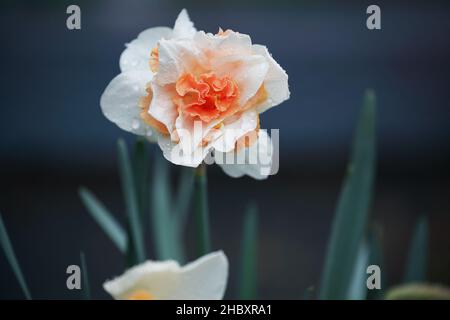 Blanc et couleur pêche rose Daffodil rempli de fleur humide d'une pluie printanière qui fleurit dans le jardin.Mise au point sélective avec arrière-plan flou. Banque D'Images