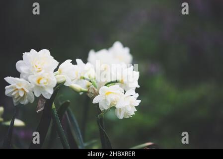Le Daffodil blanc et jaune à double ruffée regorge de fleurs humides d'une pluie printanière qui fleurit dans le jardin.Mise au point sélective avec arrière-plan flou. Banque D'Images
