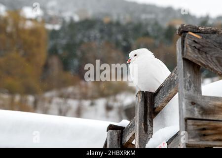 Pigeon au milieu d'une grosse chute de neige Banque D'Images