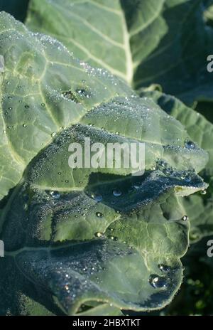 Feuilles de brocoli pleines de gouttes de rosée.Gros plan Banque D'Images