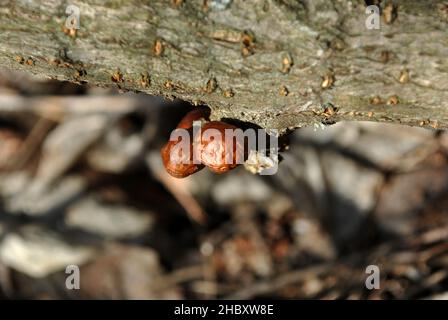 Petit Hypholoma lateritium (cache de brique, champignon de châtaignier, chapeau de cannelle, dessus de brique, mélomane rouge, kuritake) champignons poussant sur le tronc d'arbre gris Banque D'Images