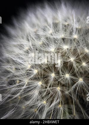 Gros plan de Dandelion, isolé sur fond noir Banque D'Images