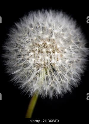 Gros plan de Dandelion, isolé sur fond noir Banque D'Images