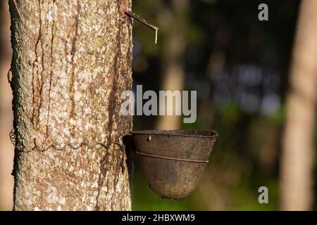 Latex laiteux extrait de l'arbre de caoutchouc (Hevea brasiliensis).Le latex s'égoutte dans le bol. Banque D'Images