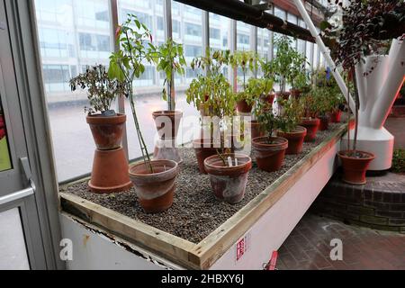 Explorez le Conservatoire sous un nuage magique de sculptures de lumière Akari par Isamu Noguchi, une expérience immersive combinant l'art et la nature au coeur de la ville.Comme une brume montante, un nuage de papier blanc sans poids émerge des plantes et des arbres de l'une des plus grandes serres de Londres.Suspendu au plafond en verre, le nuage d'Akari commence au-dessus de l'étang de carpes de Koi et s'enchaîne vers les balcons brutalistes.Fabriqués en papier de washi japonais et en bambou, les lumières flottent plus loin et s'agrandient, un peu comme lorsque vous soufflez des bulles. Banque D'Images