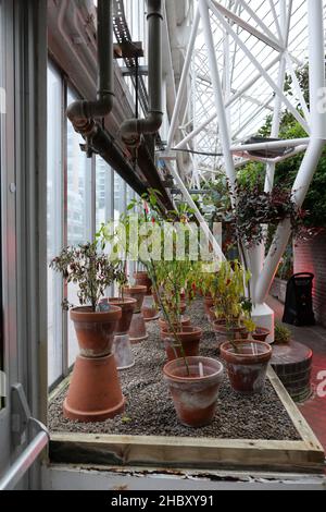 Explorez le Conservatoire sous un nuage magique de sculptures de lumière Akari par Isamu Noguchi, une expérience immersive combinant l'art et la nature au coeur de la ville.Comme une brume montante, un nuage de papier blanc sans poids émerge des plantes et des arbres de l'une des plus grandes serres de Londres.Suspendu au plafond en verre, le nuage d'Akari commence au-dessus de l'étang de carpes de Koi et s'enchaîne vers les balcons brutalistes.Fabriqués en papier de washi japonais et en bambou, les lumières flottent plus loin et s'agrandient, un peu comme lorsque vous soufflez des bulles. Banque D'Images