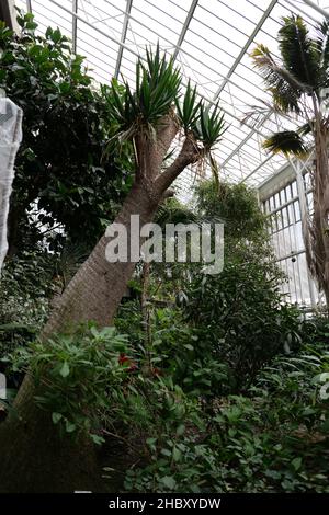 Explorez le Conservatoire sous un nuage magique de sculptures de lumière Akari par Isamu Noguchi, une expérience immersive combinant l'art et la nature au coeur de la ville.Comme une brume montante, un nuage de papier blanc sans poids émerge des plantes et des arbres de l'une des plus grandes serres de Londres.Suspendu au plafond en verre, le nuage d'Akari commence au-dessus de l'étang de carpes de Koi et s'enchaîne vers les balcons brutalistes.Fabriqués en papier de washi japonais et en bambou, les lumières flottent plus loin et s'agrandient, un peu comme lorsque vous soufflez des bulles. Banque D'Images