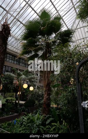 Explorez le Conservatoire sous un nuage magique de sculptures de lumière Akari par Isamu Noguchi, une expérience immersive combinant l'art et la nature au coeur de la ville.Comme une brume montante, un nuage de papier blanc sans poids émerge des plantes et des arbres de l'une des plus grandes serres de Londres.Suspendu au plafond en verre, le nuage d'Akari commence au-dessus de l'étang de carpes de Koi et s'enchaîne vers les balcons brutalistes.Fabriqués en papier de washi japonais et en bambou, les lumières flottent plus loin et s'agrandient, un peu comme lorsque vous soufflez des bulles. Banque D'Images