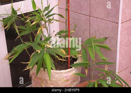 Bambou poussant à l'intérieur dans le pot comme une plante décorative Banque D'Images