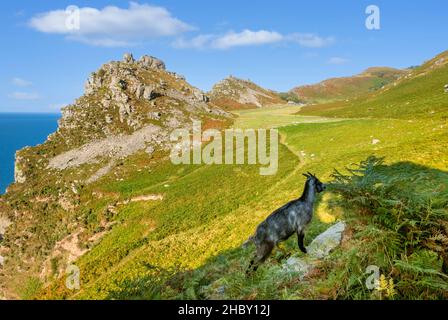 Chèvre sauvage dans le parc national Valley of the Rocks Exmoor près de Lynton et Lynmouth Devon Angleterre GB Europe Banque D'Images