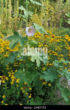 Le groom rose (Alcea rosea) fleurit dans un jardin en juillet Banque D'Images