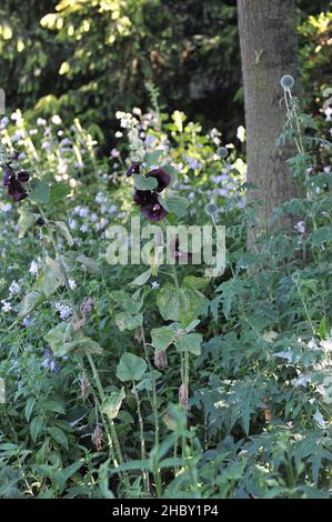 Violet foncé, presque noir Hollyhock (Alcea rosea) Nigra et le chardon bleu (Echinops) fleurissent dans un jardin en juillet Banque D'Images