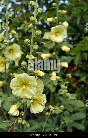 Le hollyhock russe (Alcea rugosa) fleurit en juillet Banque D'Images