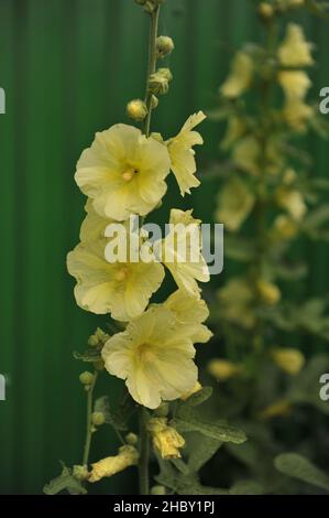 Le hollyhock russe (Alcea rugosa) fleurit en juillet Banque D'Images